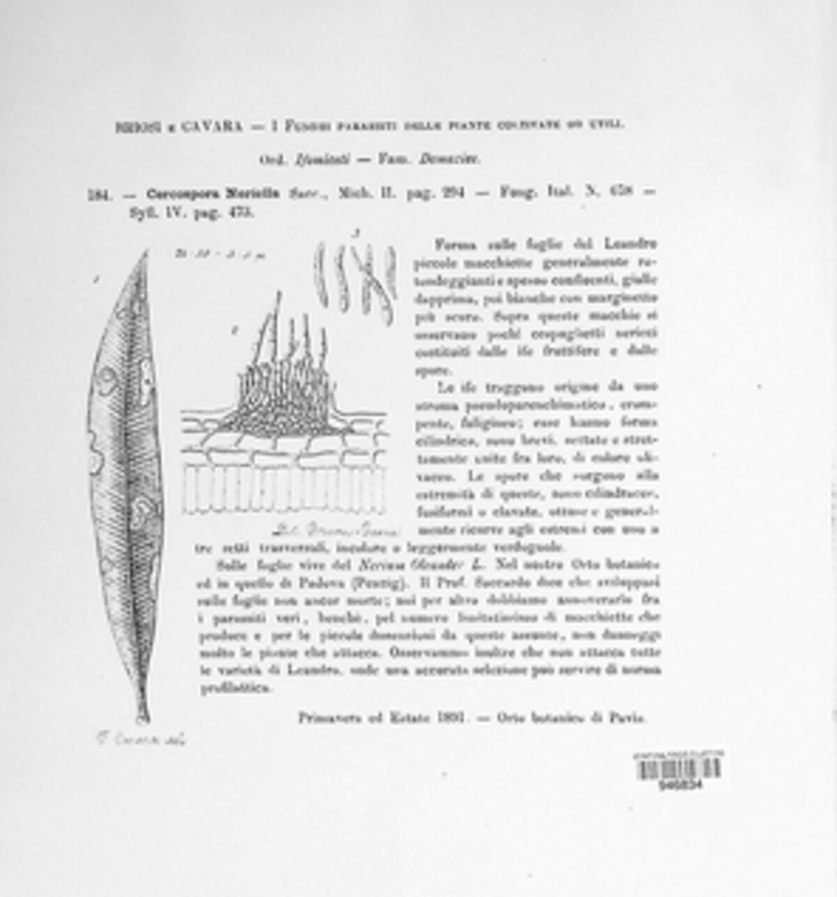 Cercospora neriicola image